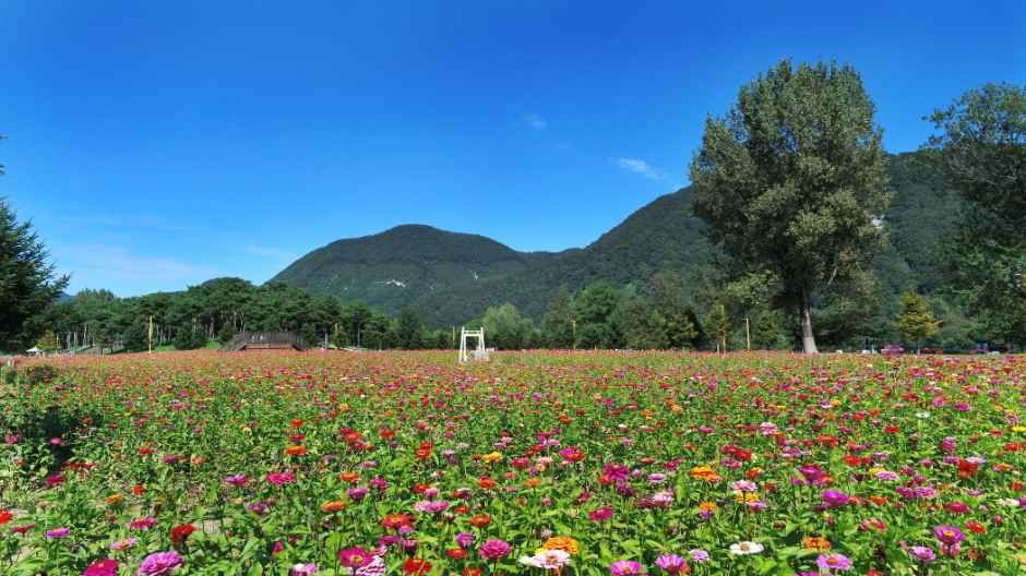 한국관광공사 Colorful Garden 자라섬 꽃 페스타 모습
